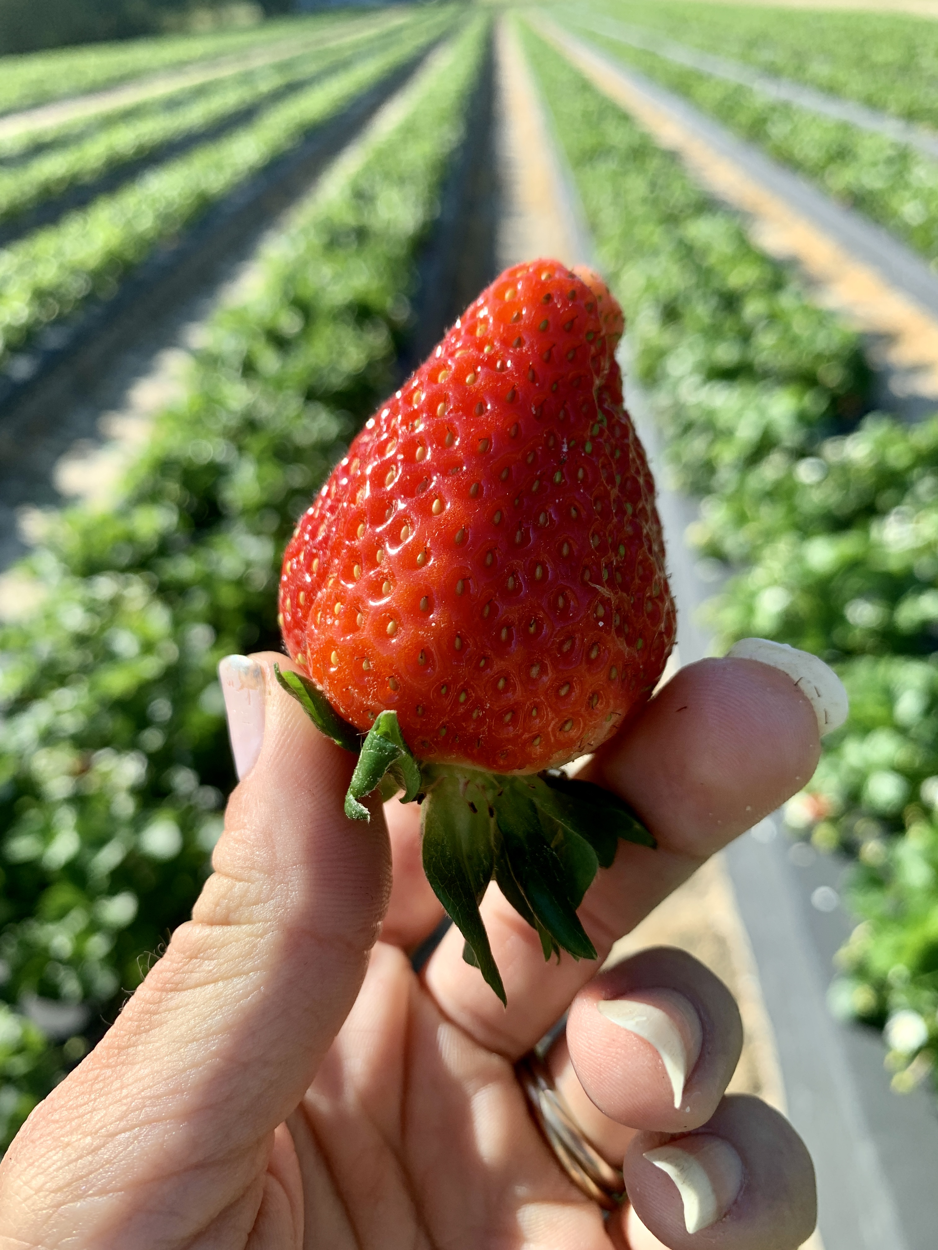 Strawberries